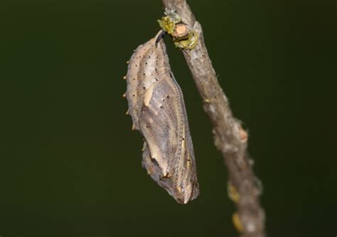 The Thrill Of The Hunt Finding Moth Cocoons In The Wild Dave The Bug Guy