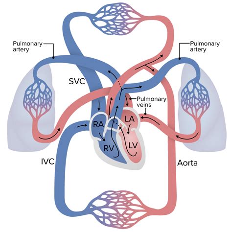 Coronary Circulation Pathway