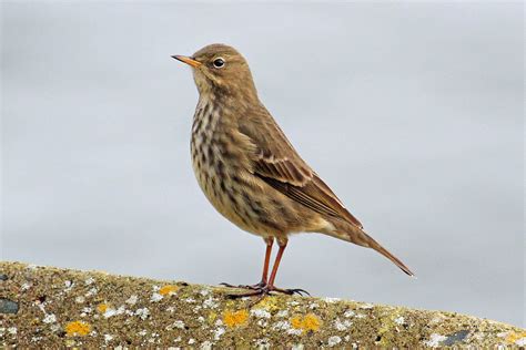 Wildlife And Landscapes Rock Pipit