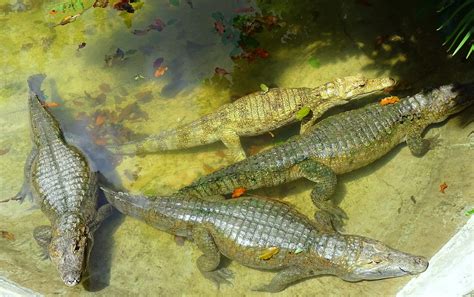 Baba O Babo Spectacled Cayman Caiman Crocodilus Flickr