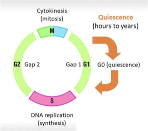 Quiescent And Senescent Cells Are Different Quiescent