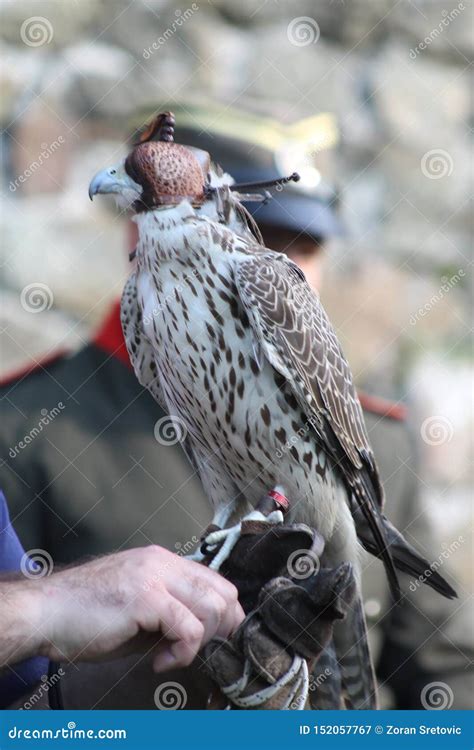 Bird Of Prey A Falcon On Handlers Hand Stock Image Image Of Closeup