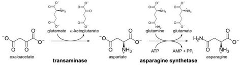 Asparagine- Definition, Structure, Sources, Properties, Biosynthesis, Uses