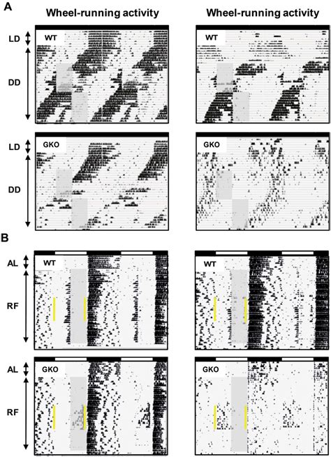 Reduced Food Anticipatory Activity Of Rev Erbα Gko Mice In Constant