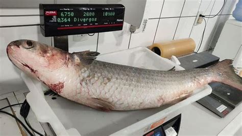 Tainha De Quase 7kg O Que Explica Safra De Peixes Maiores Capturados