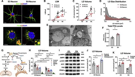 ApoE4 Decreases Neuronal Lipid Sequestering In Lipid Droplets A