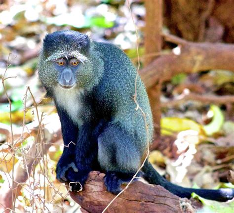 Blue Monkey Photograph By Eileen Renda Pixels