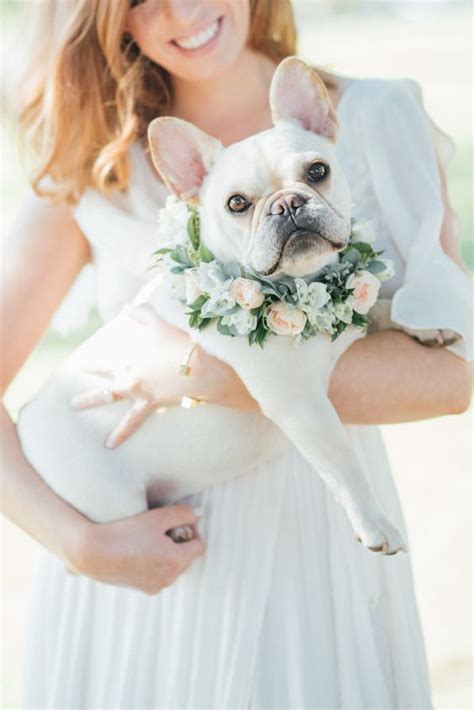 Ideas Para Incluir A Tu Perro En Una Boda Memorable Muy Perrunos