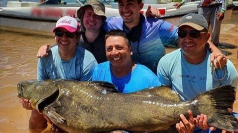 Pescaron un espectacular manguruyú de 80 kilos y lo devolvieron al río