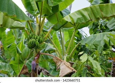 Hiking El Yunque National Park Photos And Images Shutterstock