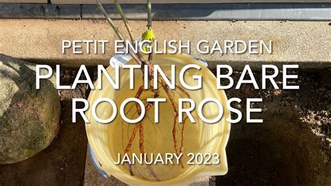 Planting Bare Root Rose Youtube