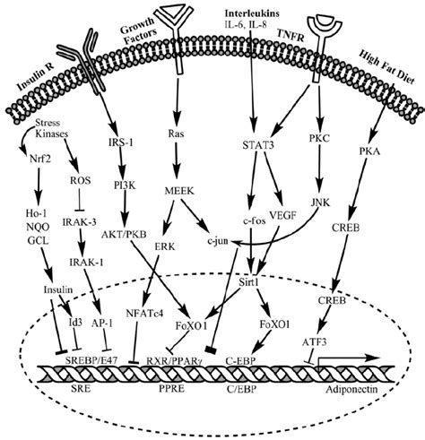 Regulation Of Adiponectin Transcription By Inflammatory Mediators Such