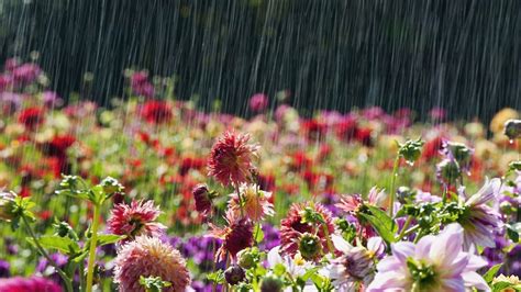 Most Beautiful Rain Wallpapers Top H Nh Nh P