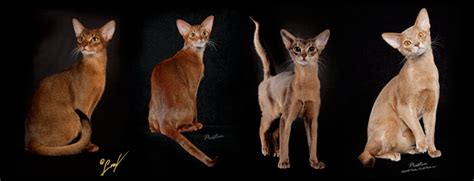 The Abyssinian Homepage Color Inheritence Chart For Abyssinian Cats