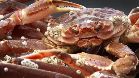 La saison de la pêche au crabe des neiges tire à sa fin dans le sud du