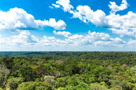 Floresta Amazônica Características e Encantos Áreas Verdes das