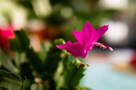 Coltivare Il Cactus Di Natale Zygocactus Schlumbergera Truncata