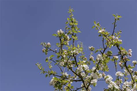 Flowering Fruit Trees in Spring Stock Image - Image of blooming, green: 184000045