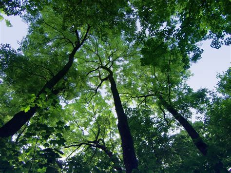 Banco De Imagens árvore Natureza Ramo Plantar Céu Luz Solar