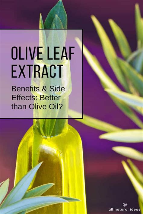 Amazing Olive Leaf Extract Benefits And Side Effects All Natural Ideas