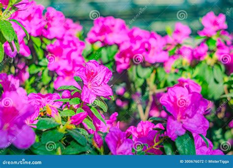 Rhododendron Indicum Is An Azalea Rhododendron Species Native To Japan