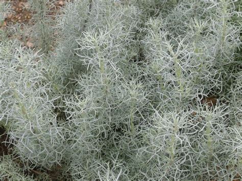 Artemisia Canescens Une Plante Vivace Du Jardin Du Morvan La Pépinière