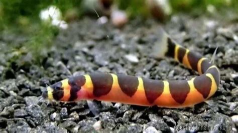 What Do Kuhli Loach Eat? Foods | Times | Amounts | Feeding – Fishkeeping Forever