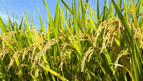 Plantas De Arroz Genes De Efectos Contrarios Agro