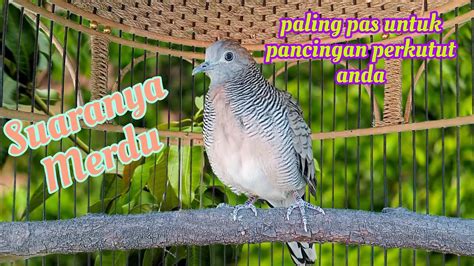 Perkutut Lokal Gacor Suara Merdu Paling Pas Untuk Pancingan Perkutut