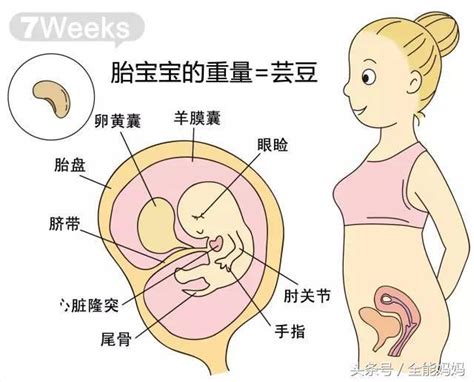 孕期麻麻｜孕7周胎兒發育和媽媽變化 每日頭條