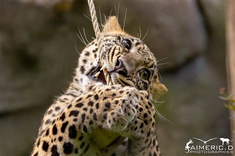 Persian Leopard Panthera Pardus Tulliana Panth Re De P Flickr