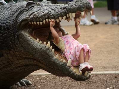 Funny Alligator | In Photos-Images | Funny And Cute Animals