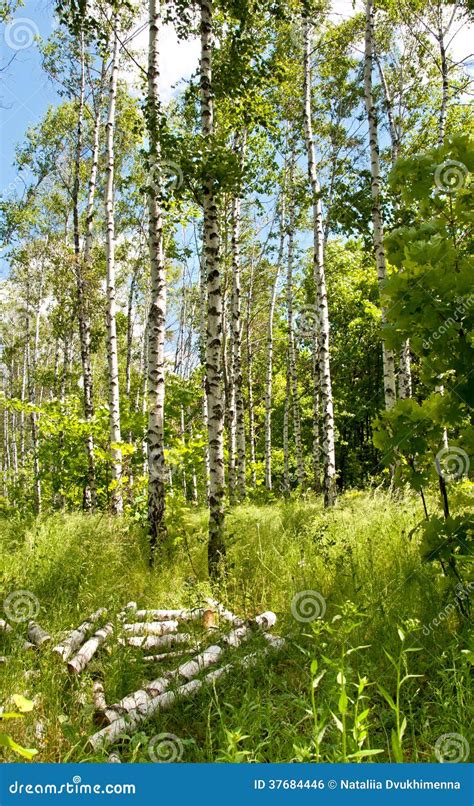 Mola No Bosque Do Vidoeiro Foto De Stock Imagem De Mola 37684446