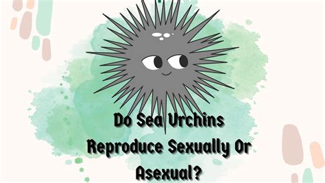 Do Sea Urchins Reproduce Sexually Or Asexually