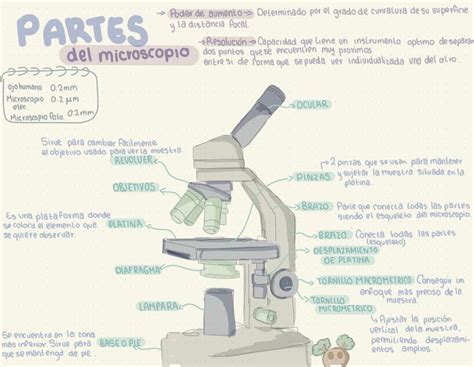 Partes Del Microscopio Elisa Camacho Udocz