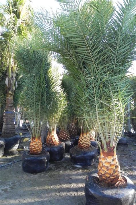 Sylvestris Phoenix Sylvestris Palmco Wholesale Palms Florida