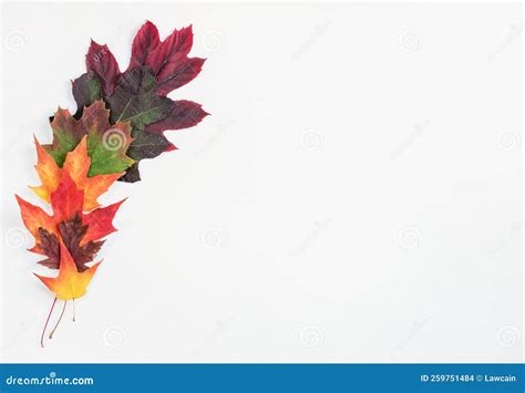 Colorful Autumn Leaf Border on White Stock Photo - Image of orange ...