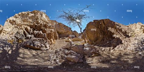 Acacia Tree Sinai Desert Egypt Hi Res Stock Photography And Images Alamy