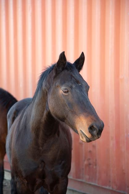 Página 9 Imágenes De Caballos Domesticos Descarga Gratuita En Freepik