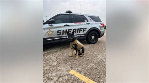 Lake County Sheriffs K9s Receive New Donated Body Armor Fox 32 Chicago