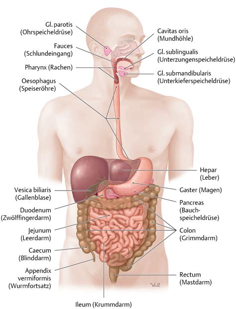 Verdauungssystem Berblick Via Medici Anatomie Lernen Anatomie