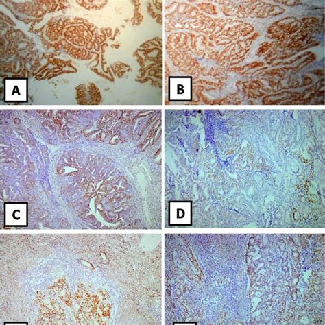 Figure Representative Immunohistochemistry Staining Showing