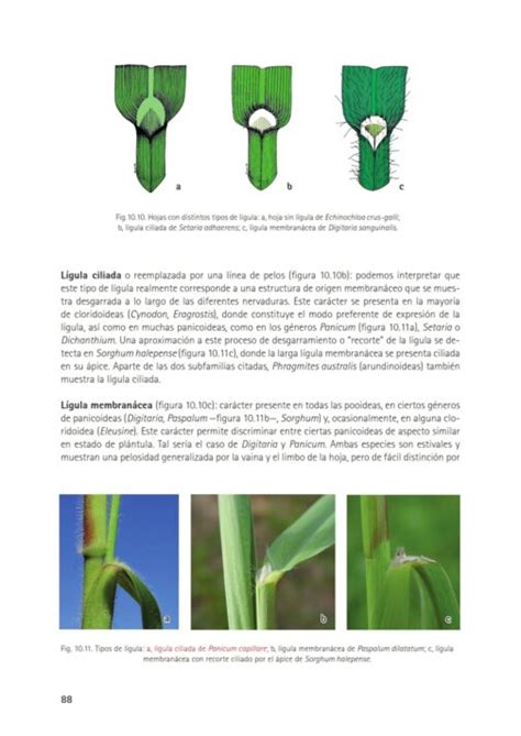 Malas hierbas en plántula Guía de identificación