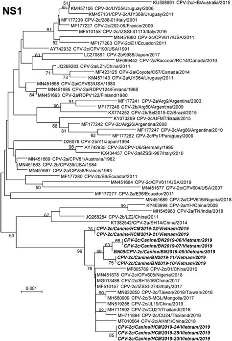 Phylogenetic tree of the NS1 genes of the Vietnamese CPV‐2c strains ...