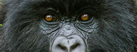 Discounted Rwanda Gorilla Permits extended to December 2023.