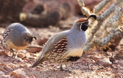 Gambels Quail Callipepla Gambelii About Animals