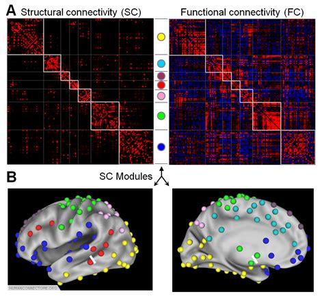Components Of The Human Connectome Project Network Modeling Connectome