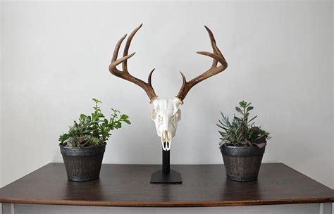 12 European Mount Ideas For Your Home Beautiful Dawn Designs