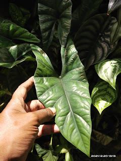 Garden Chronicles Of James David Alocasia Simpo Mature Form