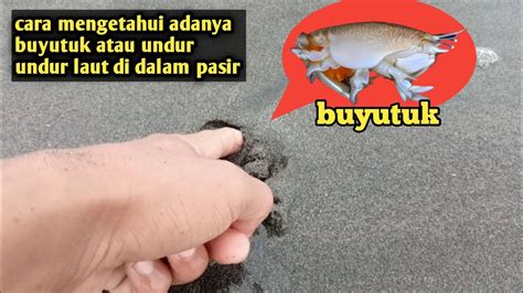 Cara Mencari Buyutuk Atau Undur Undur Laut Di Pasir Pantai Youtube